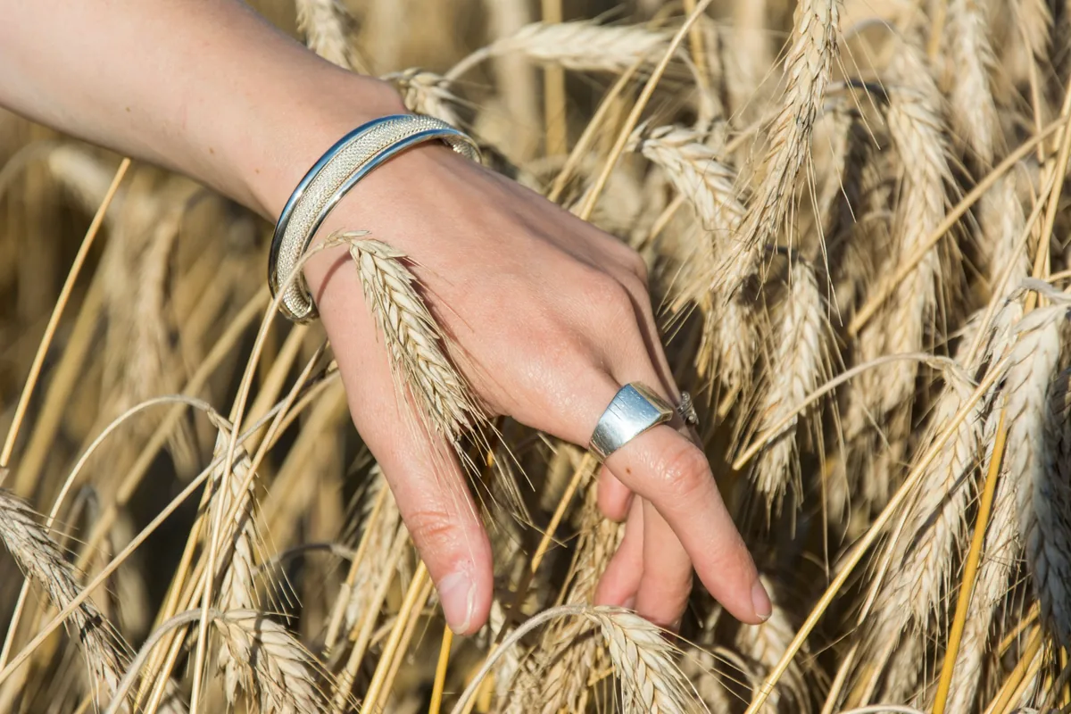 Silver bracelets on a wrist in a wheat field